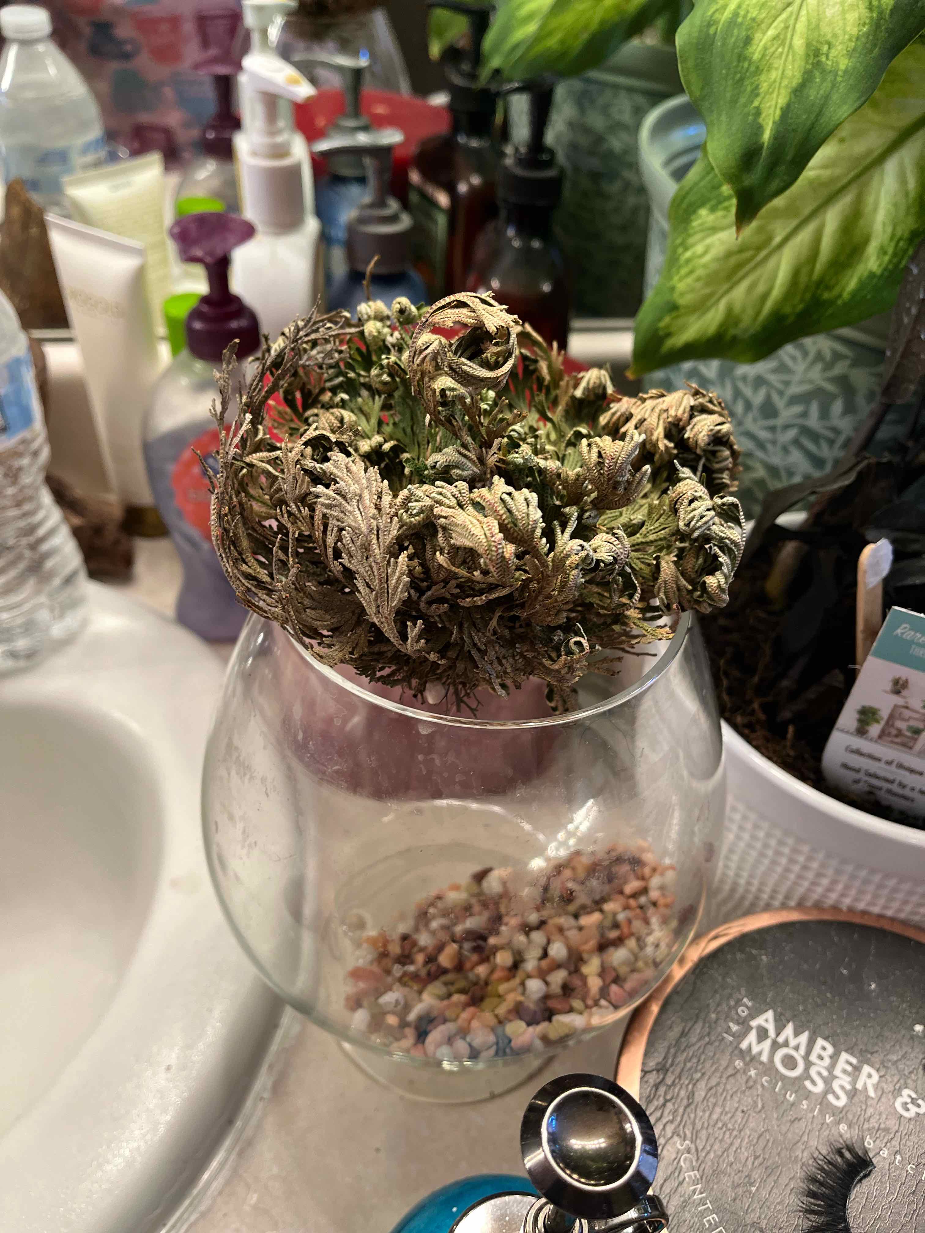 Rose of Jericho plant in a glass container with pebbles, surrounded by household items.