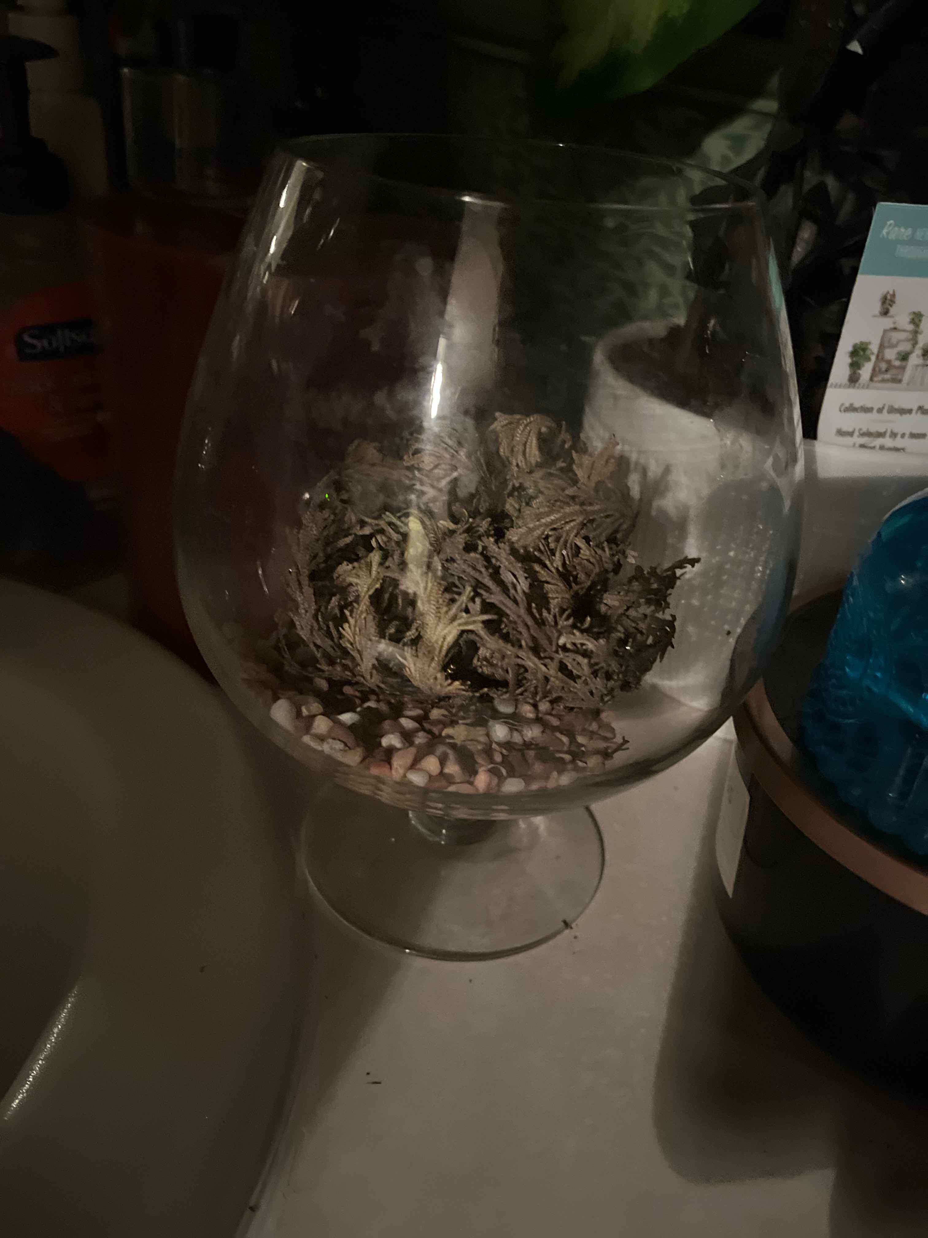 Rose of Jericho plant in a glass container, appearing dry and curled up.