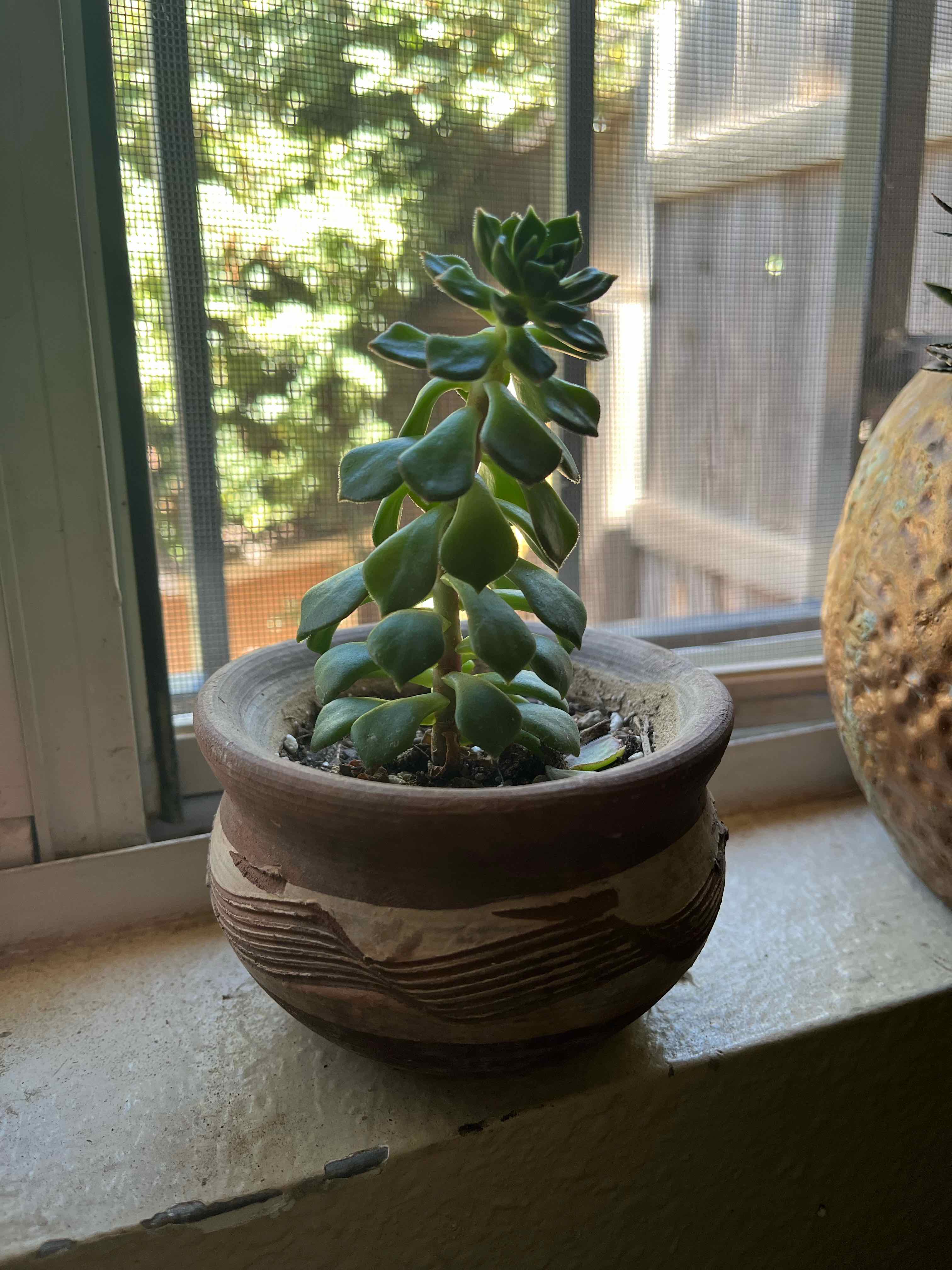 Photo of the plant species Aeonium 'Starburst' by @JungleLady505 named Pepito on Greg, the plant care app