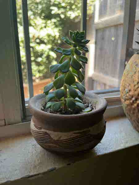 Photo of the plant species Aeonium 'Starburst' by Junglelady505 named Pepito on Greg, the plant care app