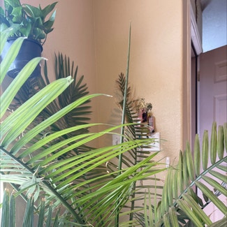 Majesty Palm plant in Albuquerque, New Mexico