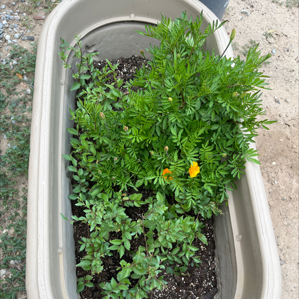 Photo of the plant species Crackerjack Mix Marigold by @JungleLady505 named Maravilla on Greg, the plant care app