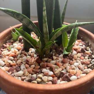 Cylindrical Snake Plant plant in Albuquerque, New Mexico