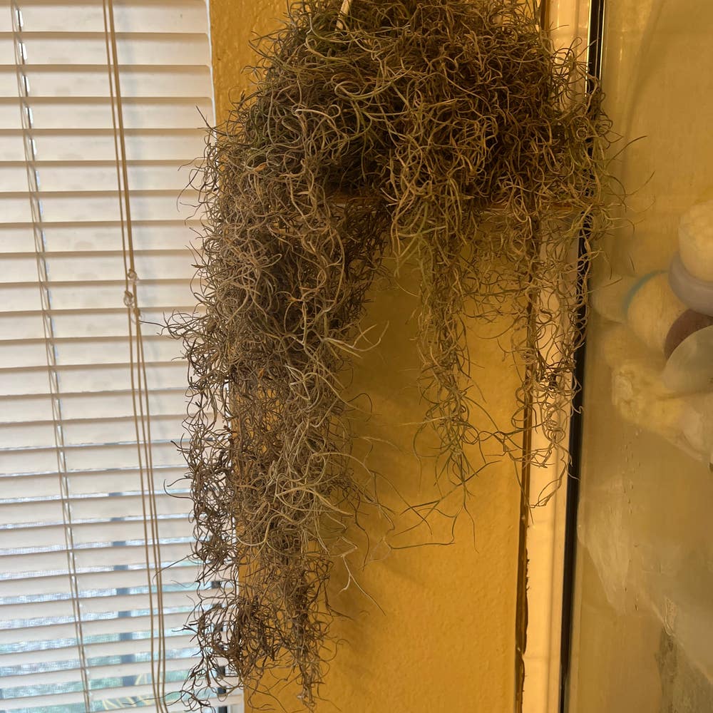 Spanish Moss Care Instructions for keeping it lush!