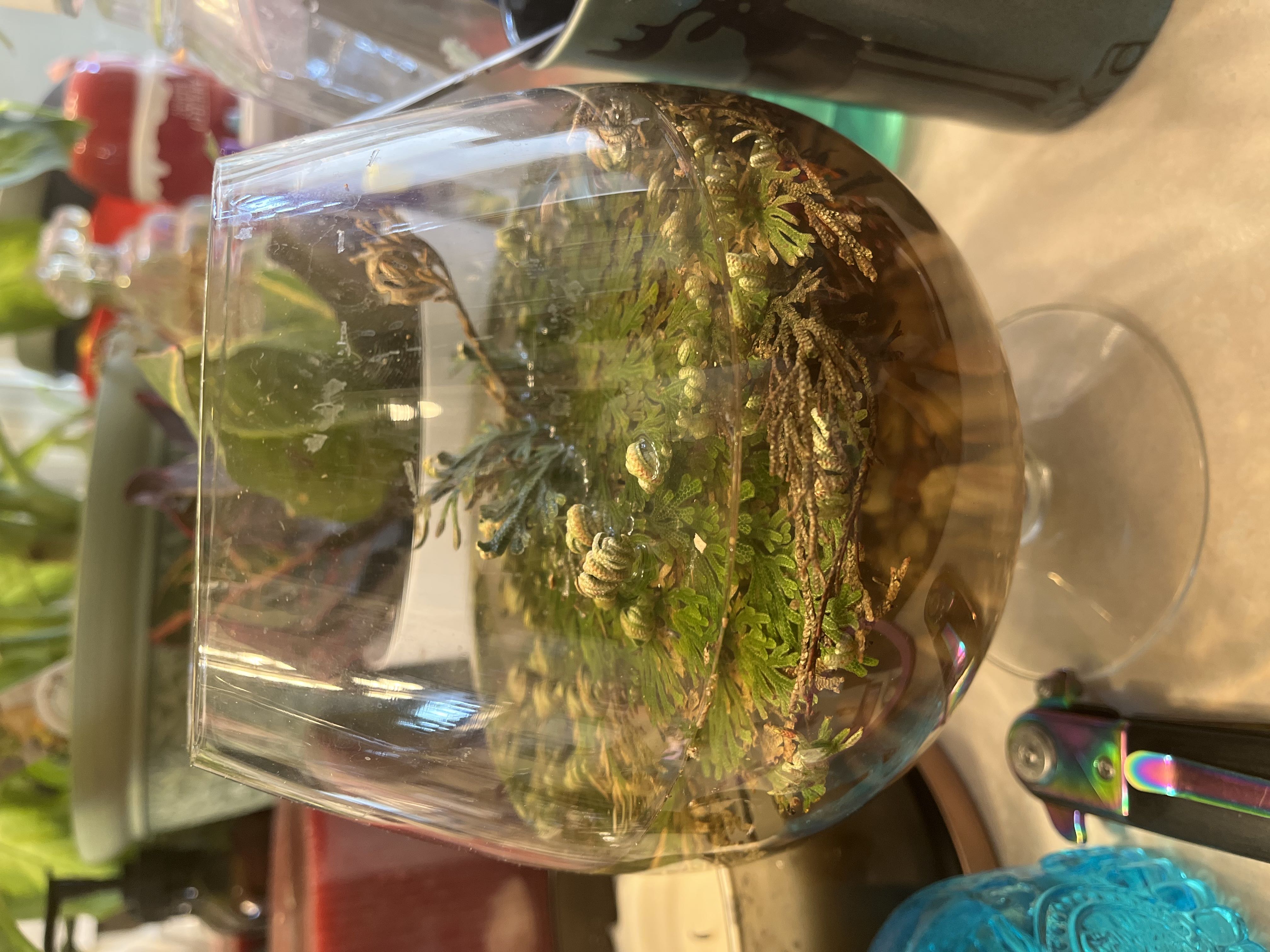 Rose of Jericho plant submerged in water within a glass container, reviving with green foliage.