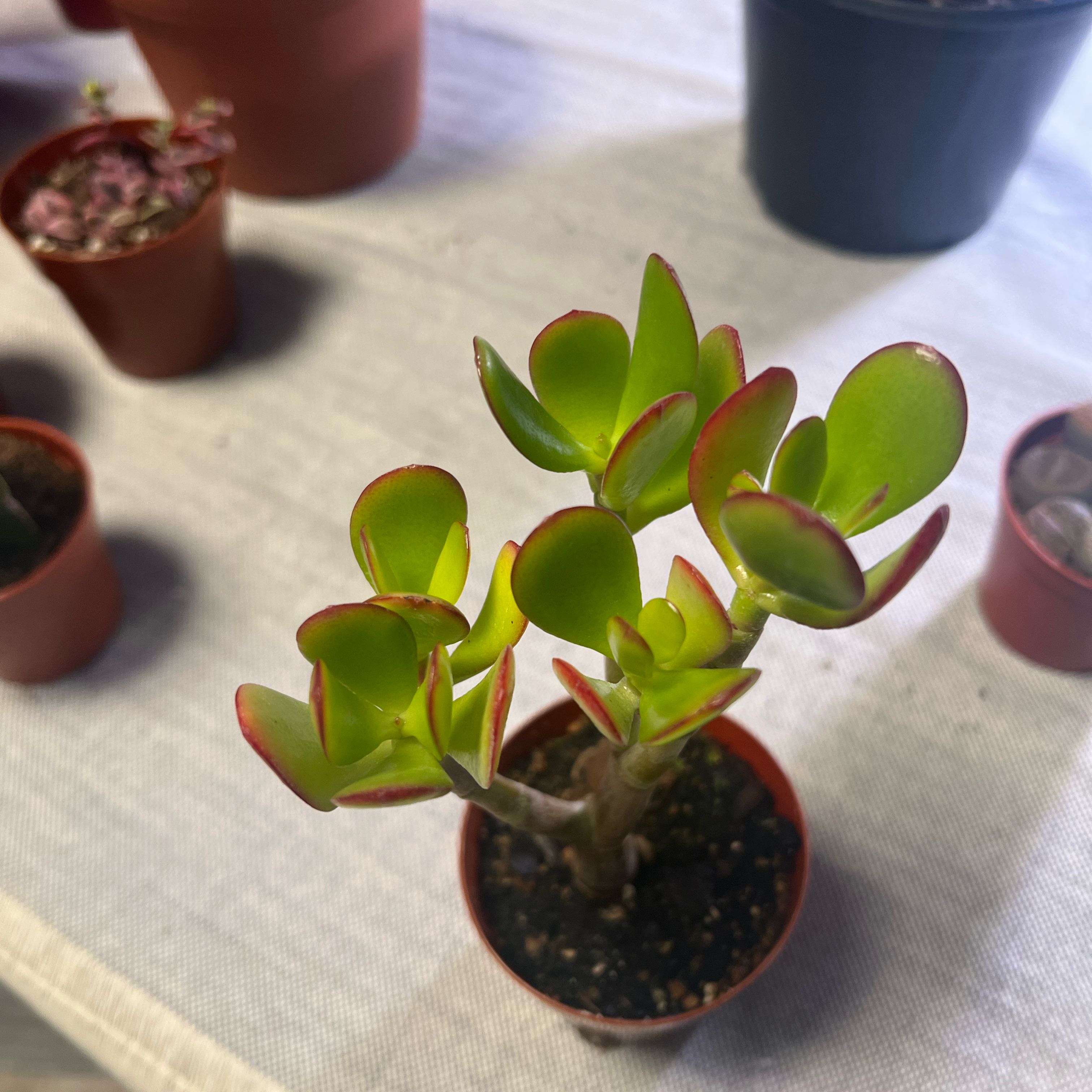 Tree Stonecrop plant with green leaves and red edges in a small pot, surrounded by other potted plants.