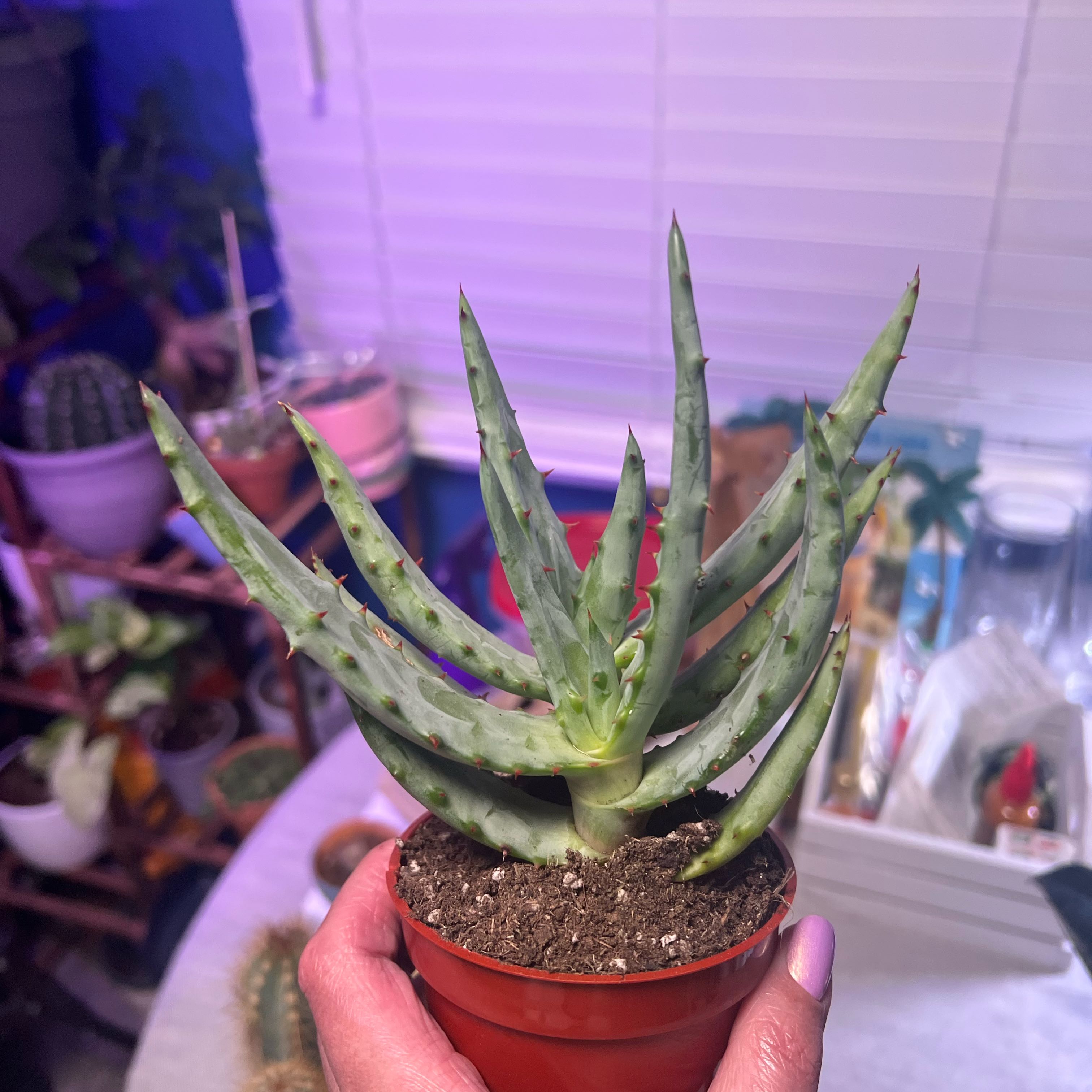 Cape Aloe plant in a small pot held by a hand, with other plants in the background.