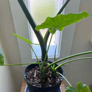 Giant Taro plant in Somewhere on Earth