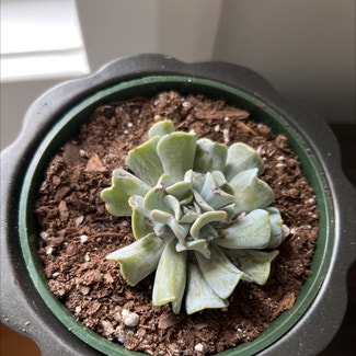 Echeveria 'Topsy Turvy' plant in Somewhere on Earth