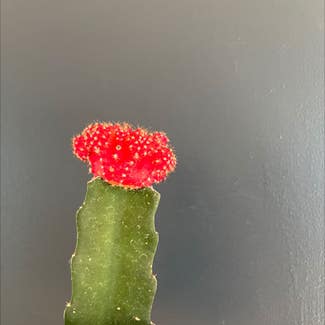 Moon Cactus plant in Somewhere on Earth