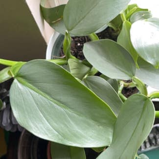 Silver Sword Philodendron plant in Springfield, Missouri