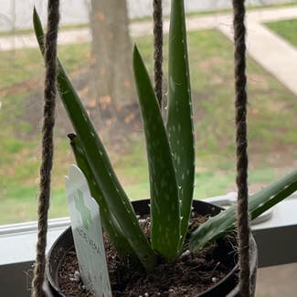 Aloe Vera plant in Springfield, Missouri