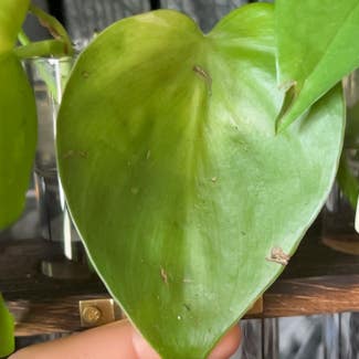 Heartleaf Philodendron plant in Springfield, Missouri