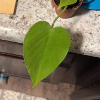 Philodendron Lemon Lime plant in Springfield, Missouri