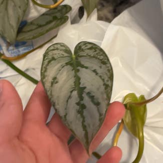 Silver Leaf Philodendron plant in Springfield, Missouri