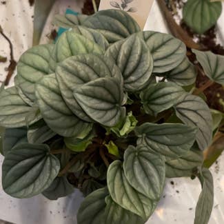 Silver Frost Peperomia plant in Springfield, Missouri