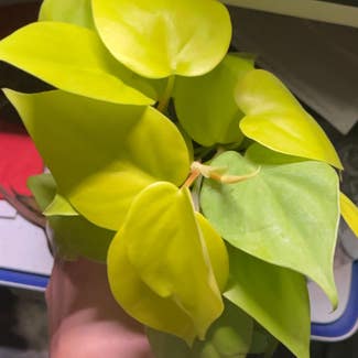Philodendron Lemon Lime plant in Springfield, Missouri