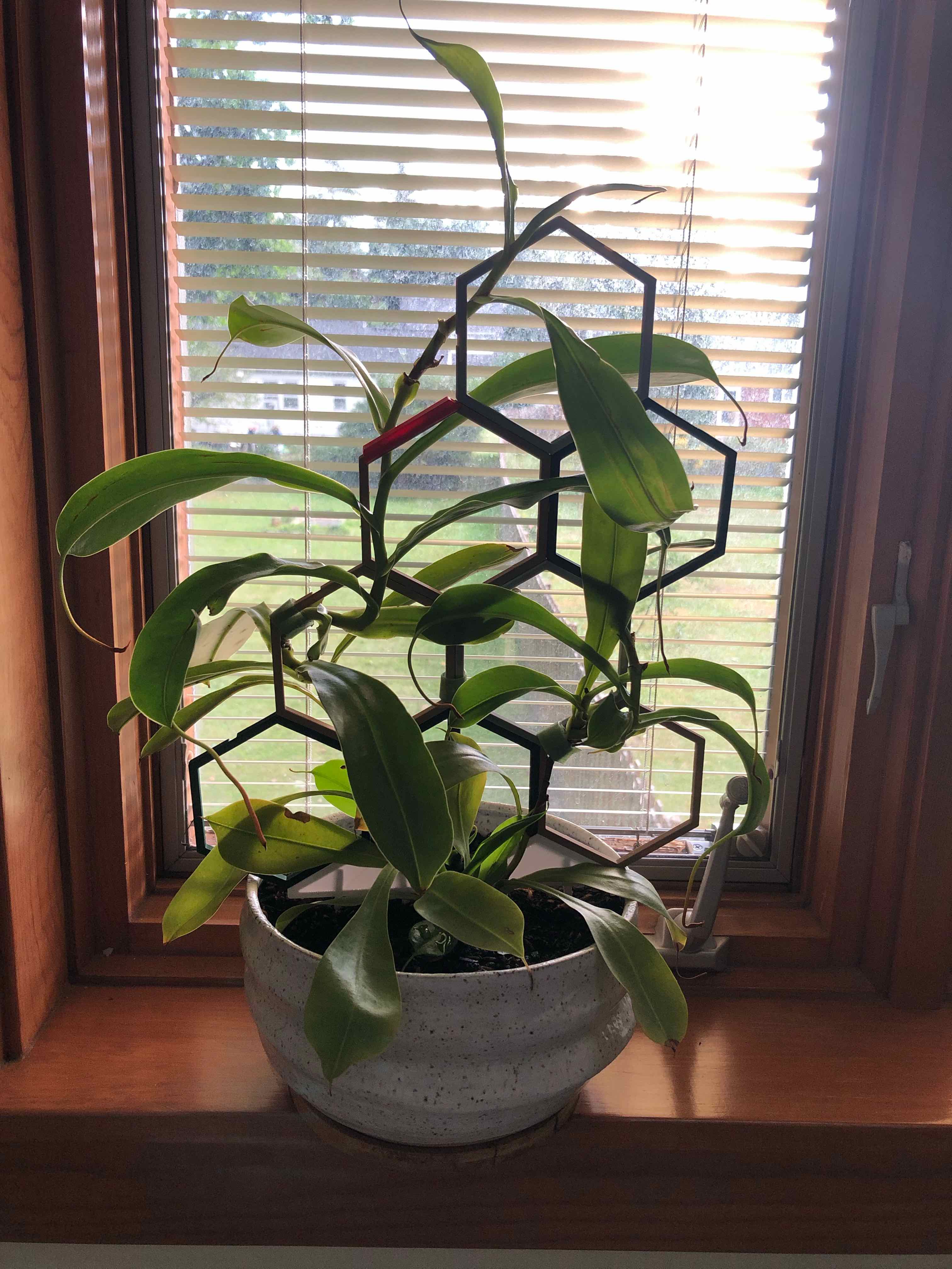Tropical Pitcher Plant on a windowsill with a trellis structure, appearing healthy.