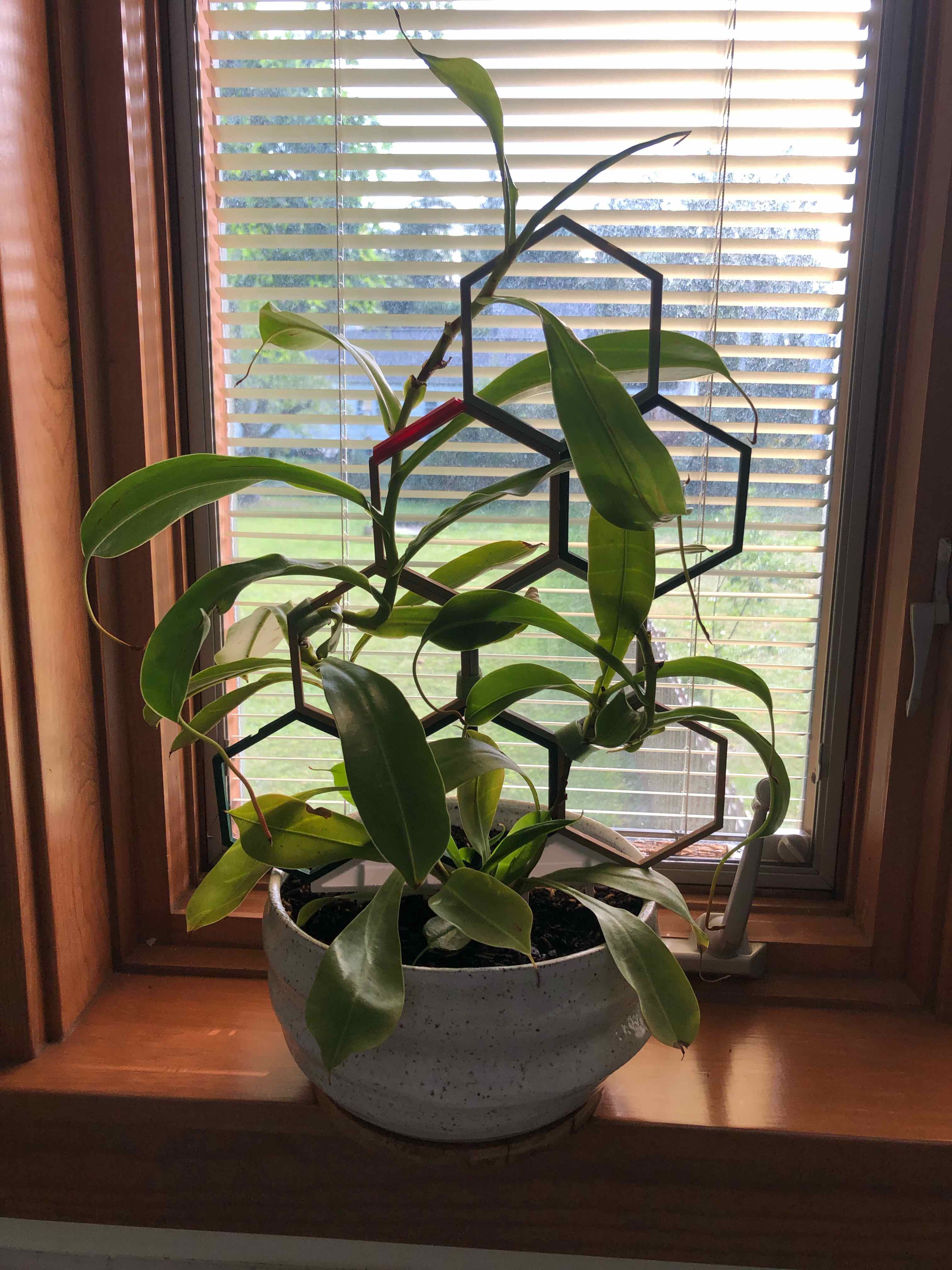 Tropical Pitcher Plant on a windowsill with green leaves and a supportive structure.