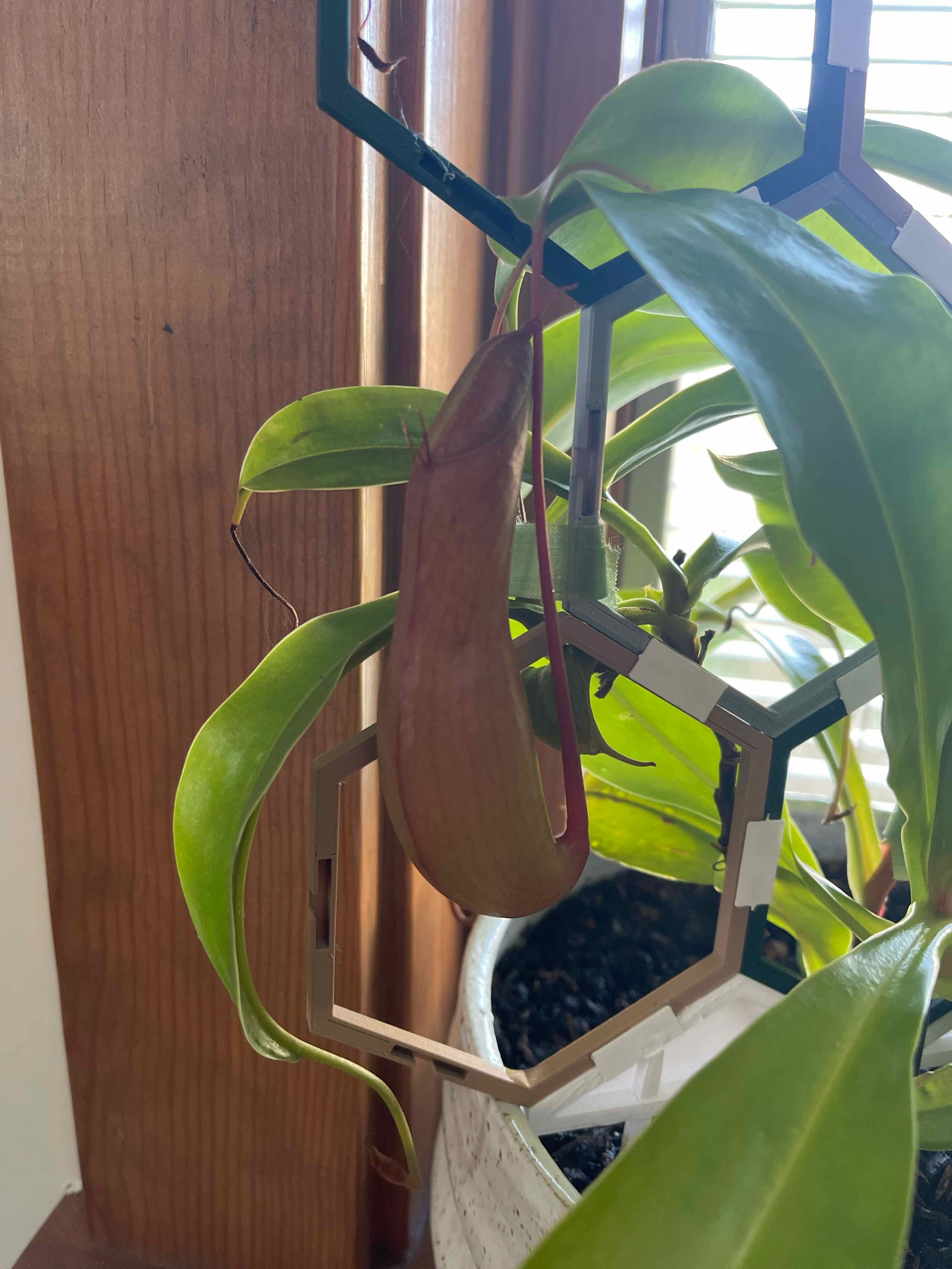 Tropical Pitcher Plant with a prominent pitcher and healthy green leaves in a pot.