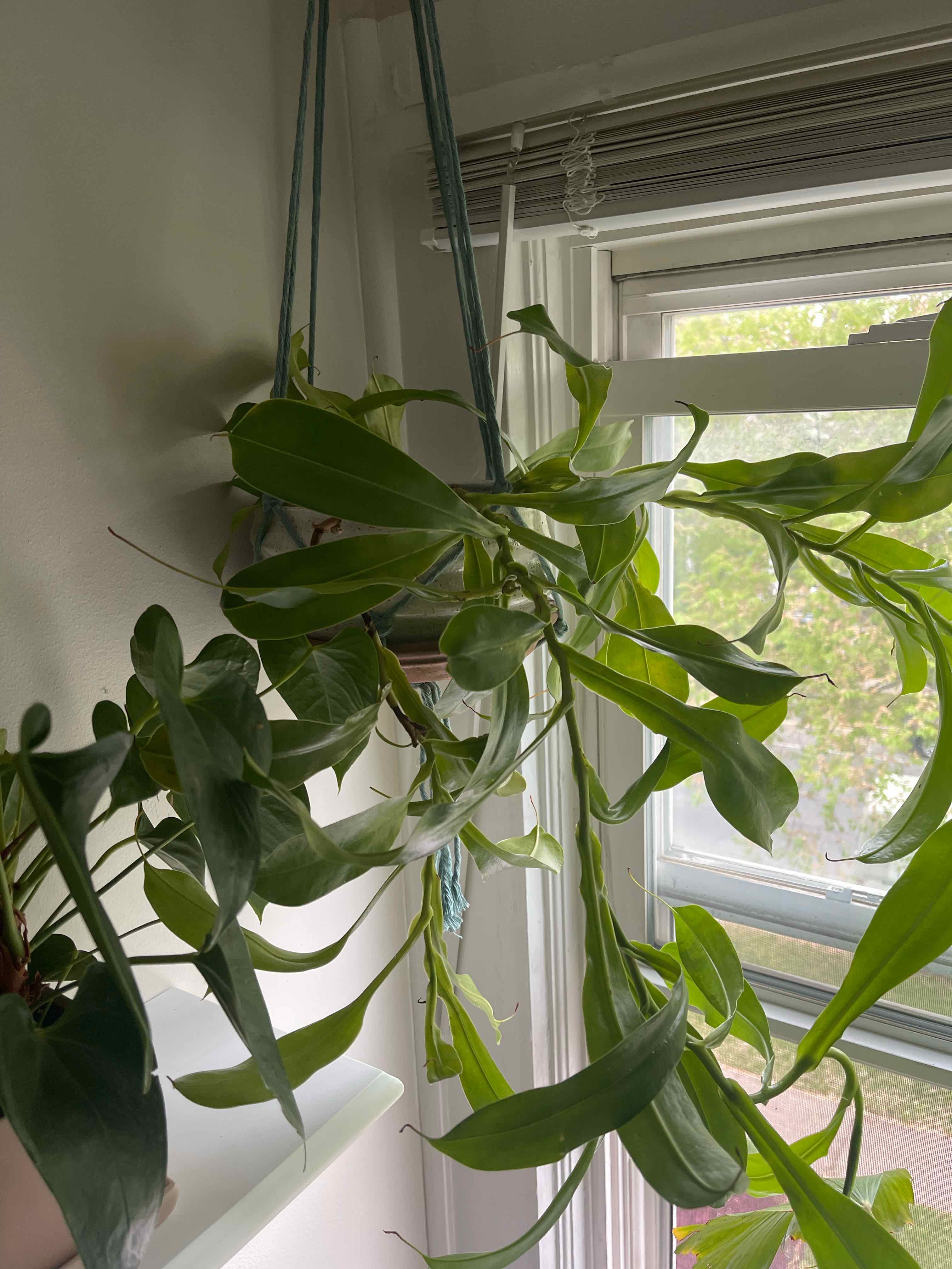 Tropical Pitcher Plant hanging near a window, healthy with green leaves.