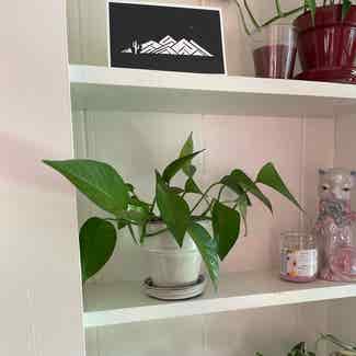 Marble Queen Pothos plant in Orchard Park, New York