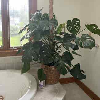 Monstera plant in Orchard Park, New York