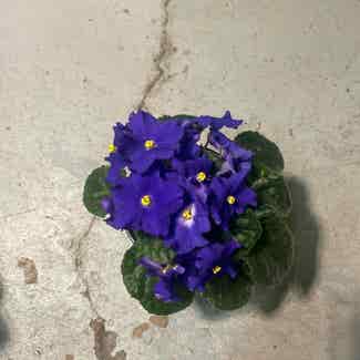 Kenyan Violet plant in Buffalo, New York