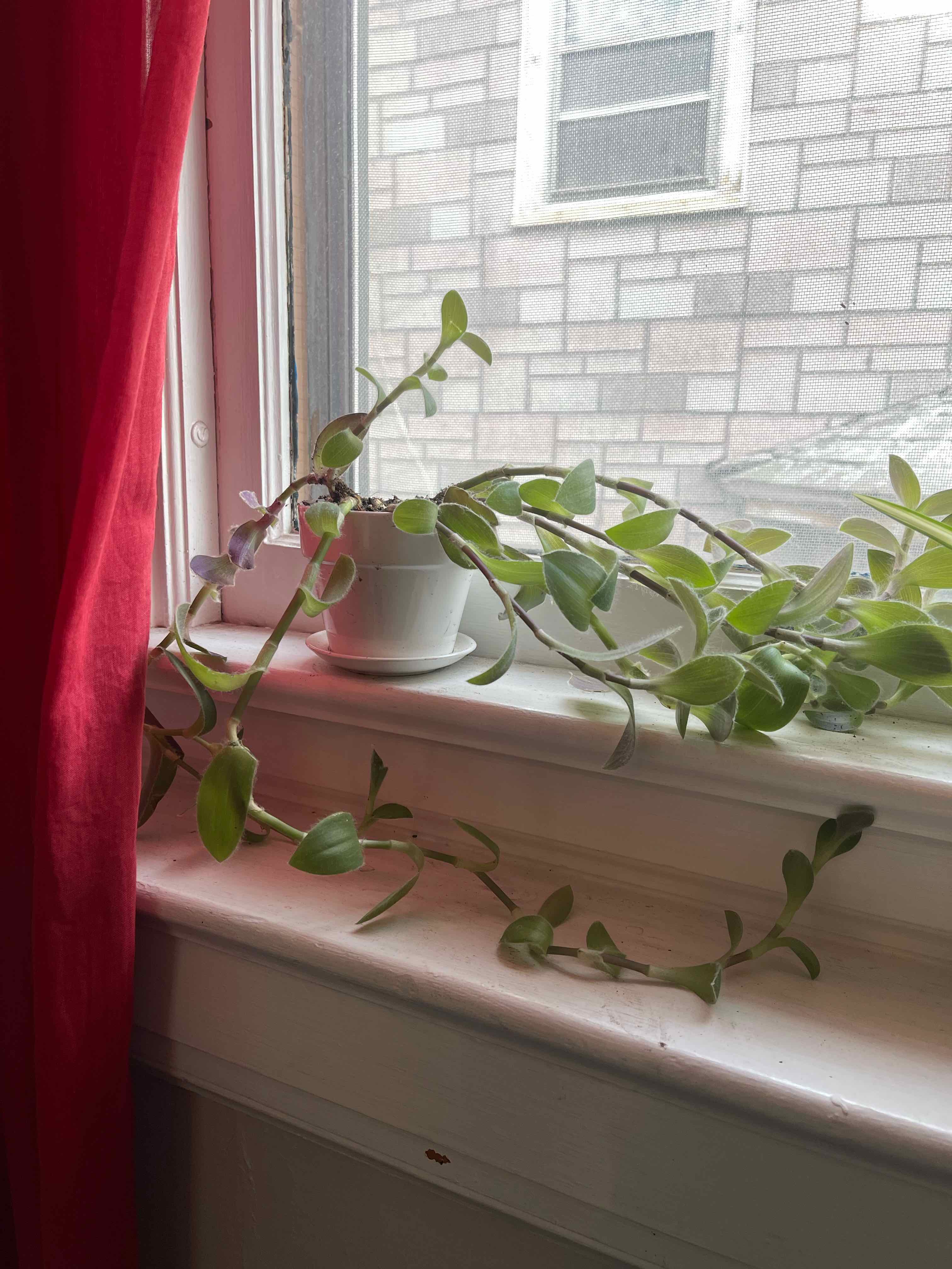Trailing White Velvet plant on a windowsill with green leaves and no visible signs of disease.
