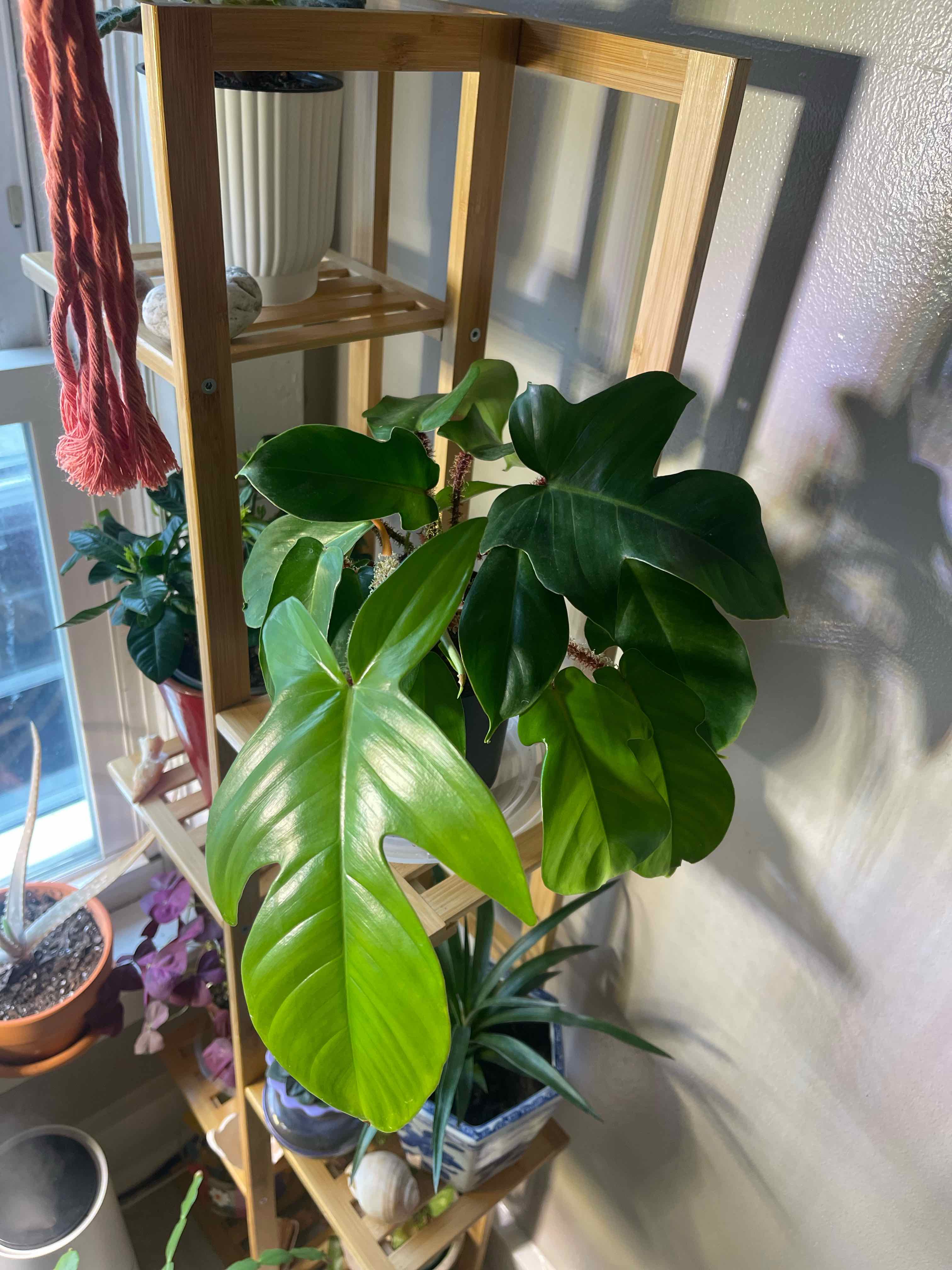 Hairy Philodendron plant on a wooden shelf near a window, with vibrant green leaves.