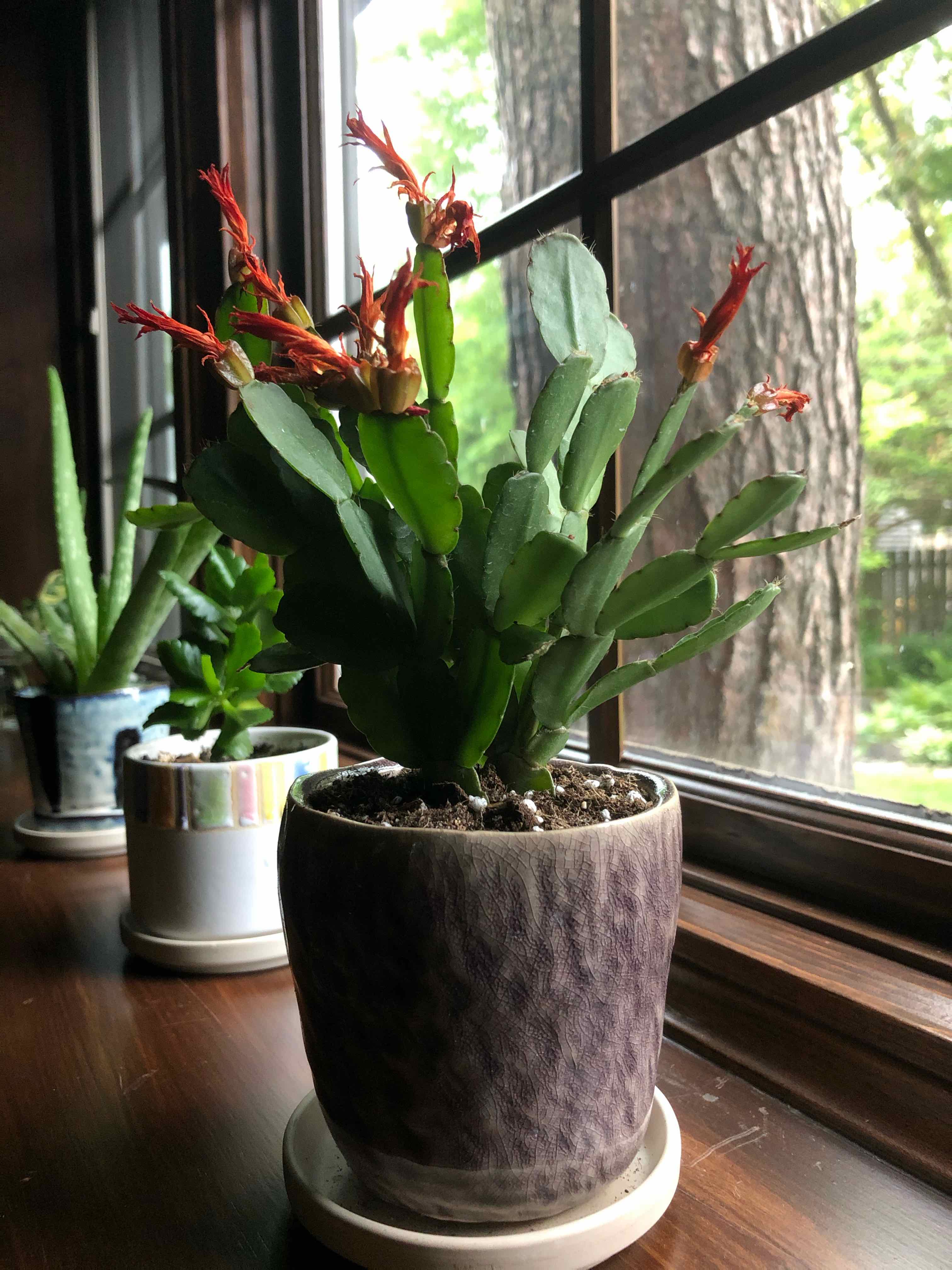 🥚 Why Are My Easter Cactus Leaves Falling Over?