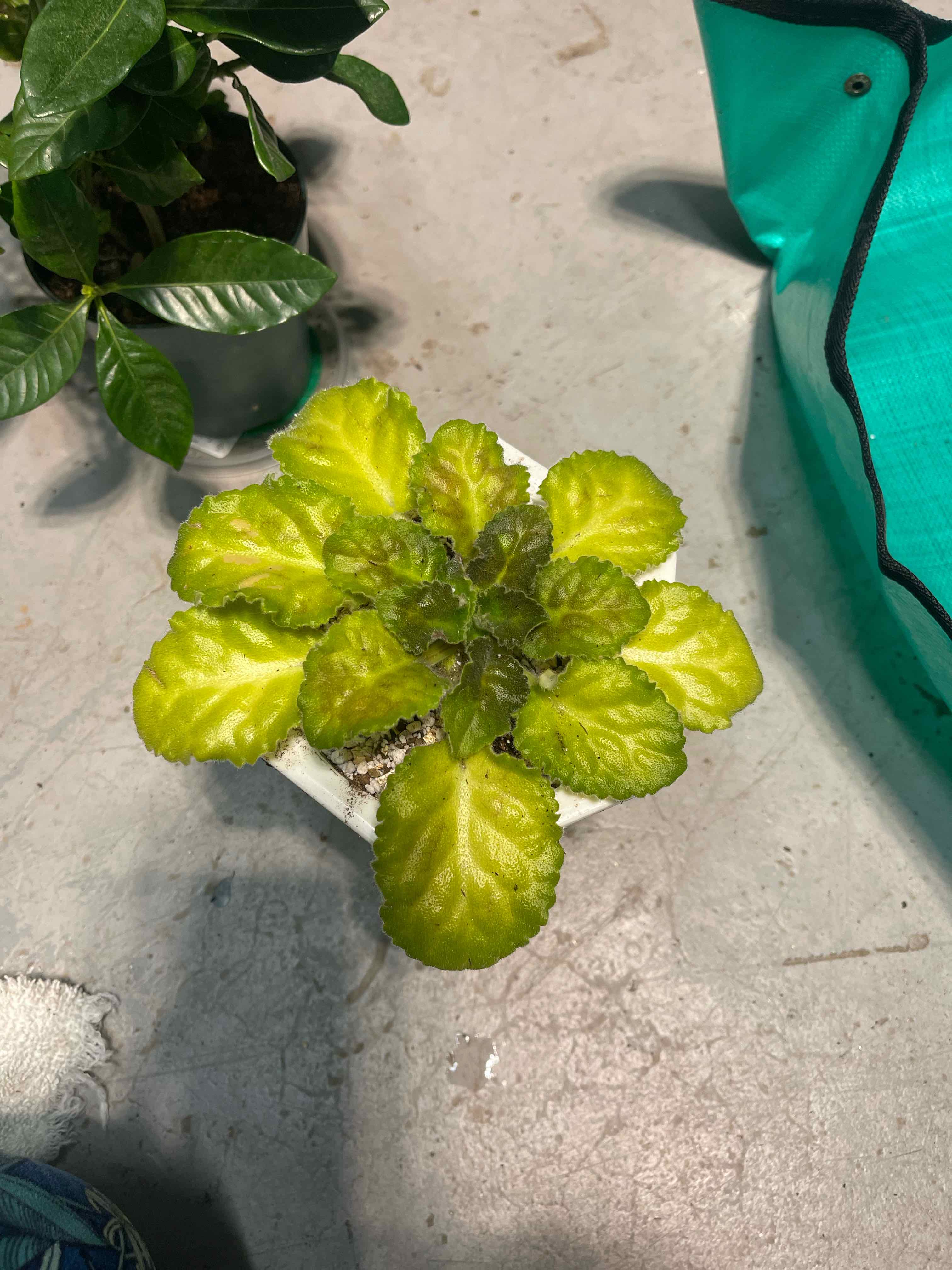 🤒 Why Does My African Violet Have Yellow Leaves?