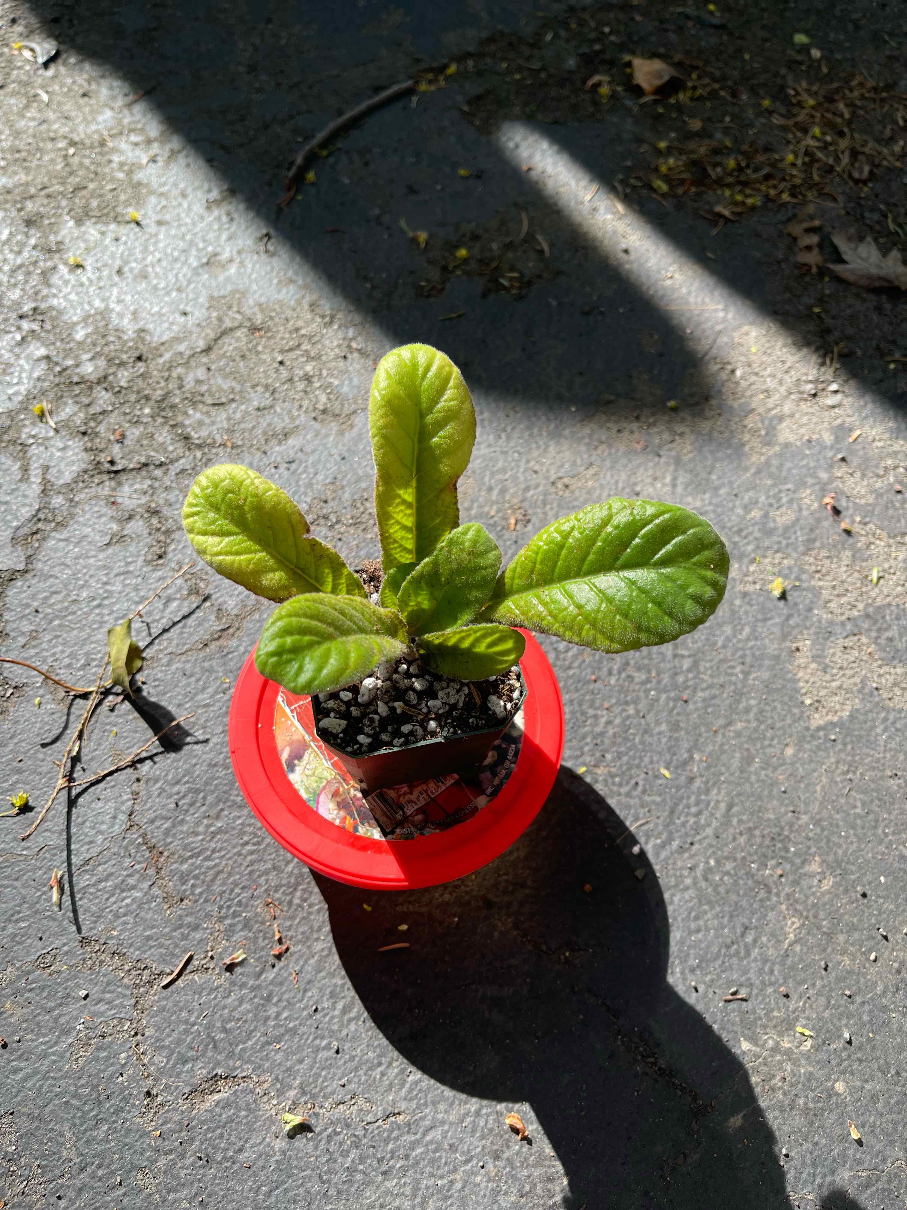 Cape Primrose plant in a red pot with healthy green leaves, placed on a concrete surface.