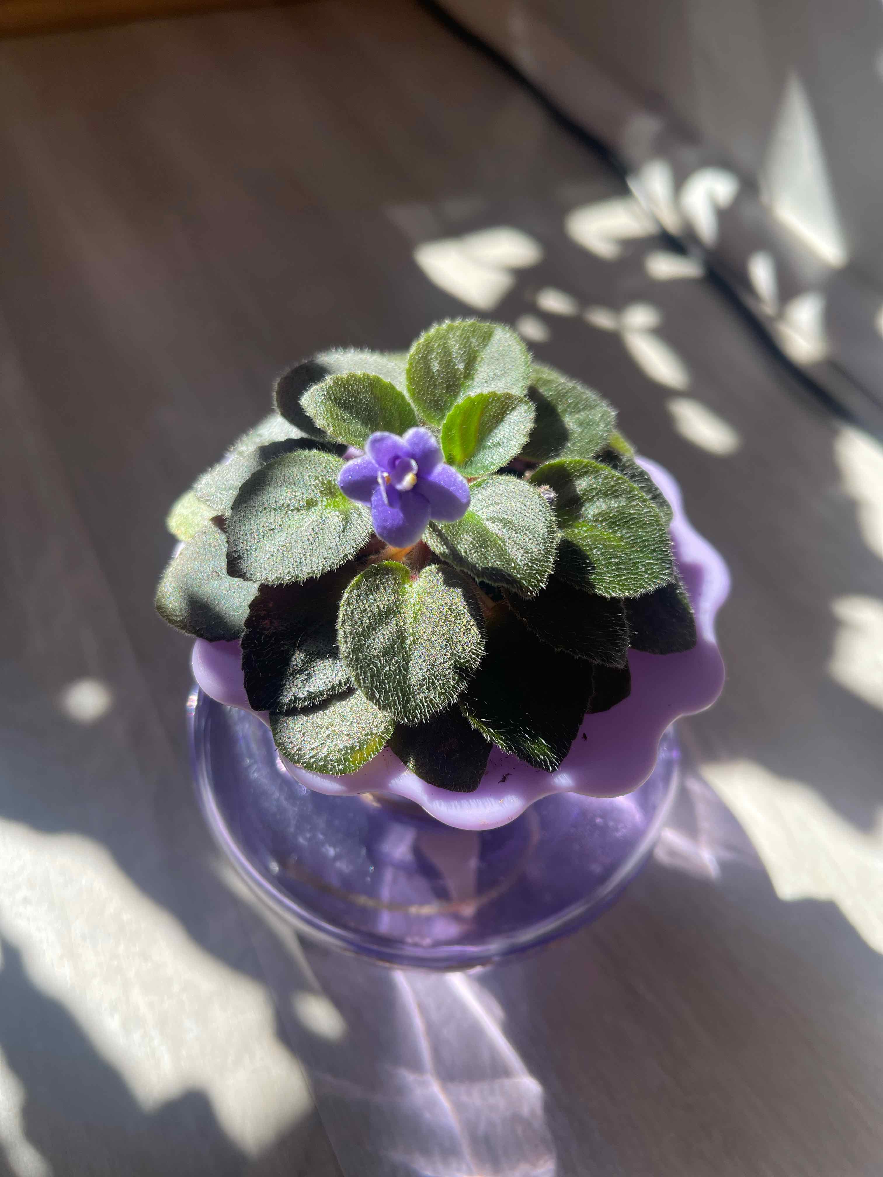 Light Requirements For Your African Violet