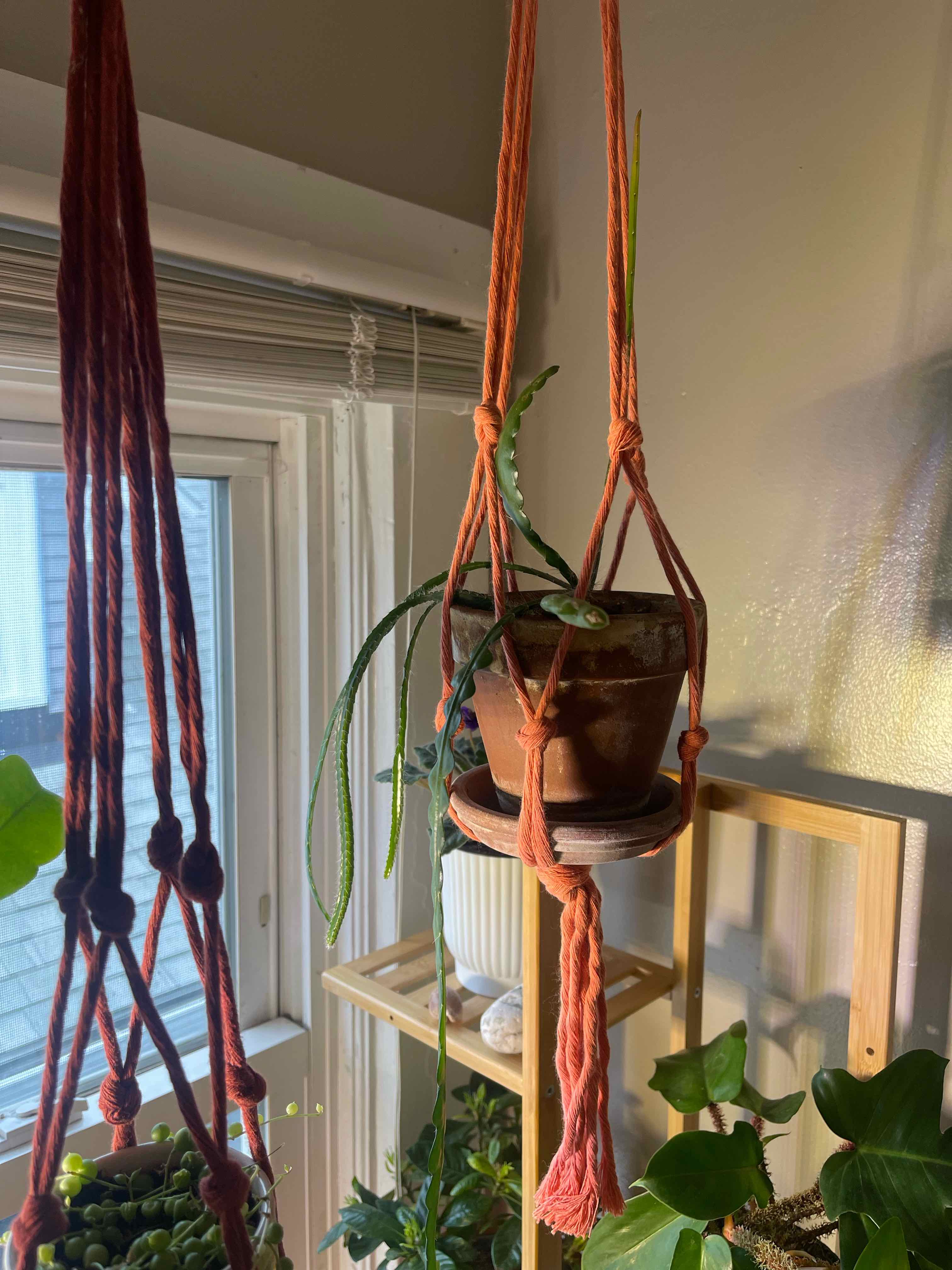 Fishbone Cactus in a hanging pot indoors with natural light from a window.