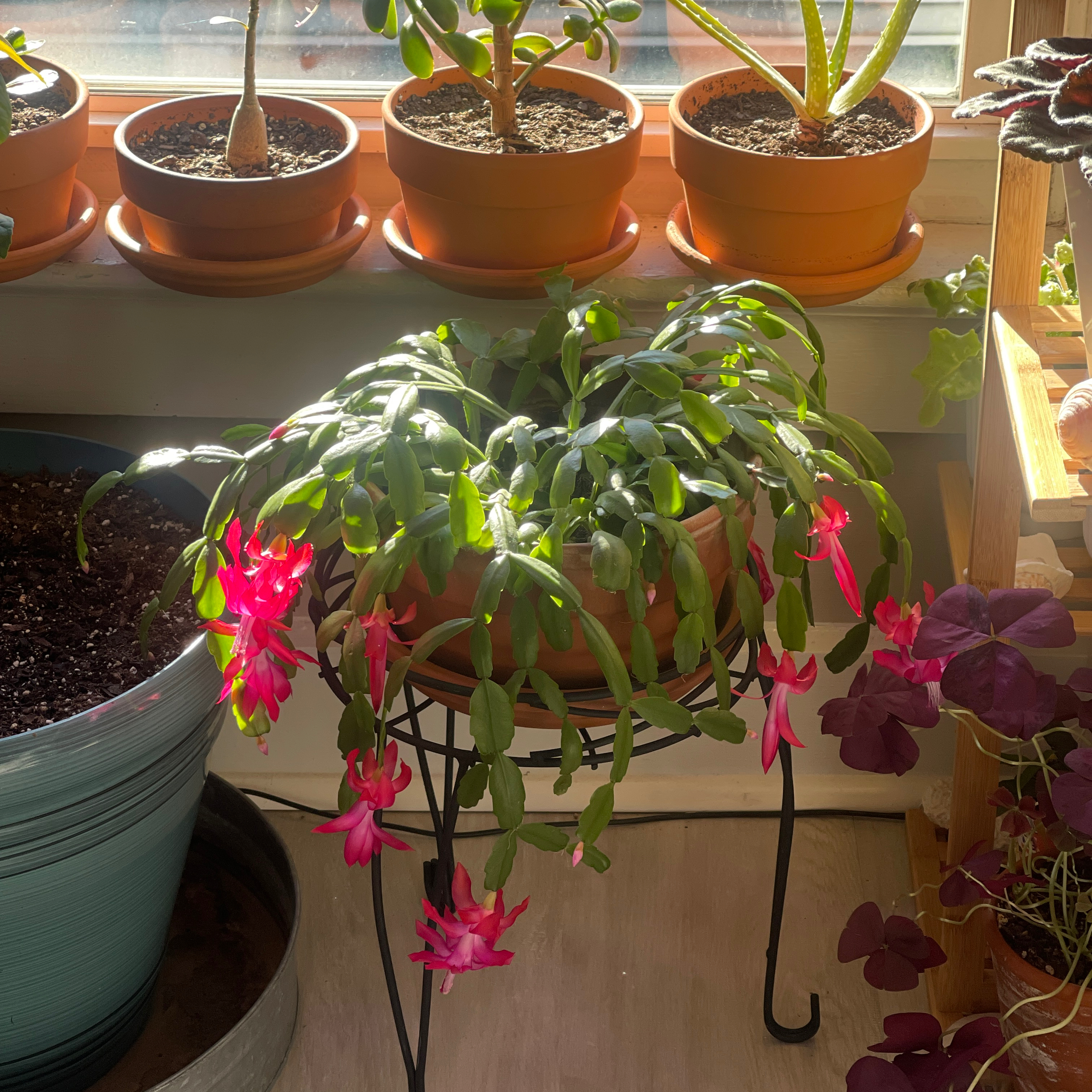 Photo of the plant species True Christmas Cactus by @PolishDill named Christmas cactus on Greg, the plant care app