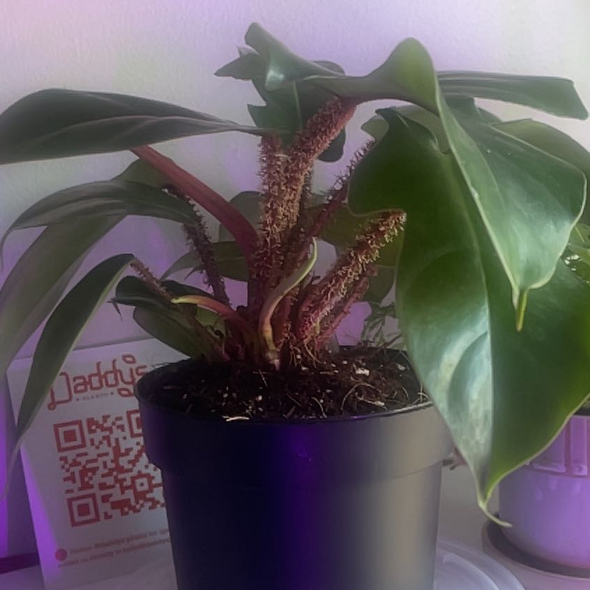 Plant care for choco empress on Greg, the plant care app