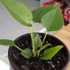 Photo of the plant species Flamingo Flower by @SunnyNikkofir named Daphne on Greg, the plant care app