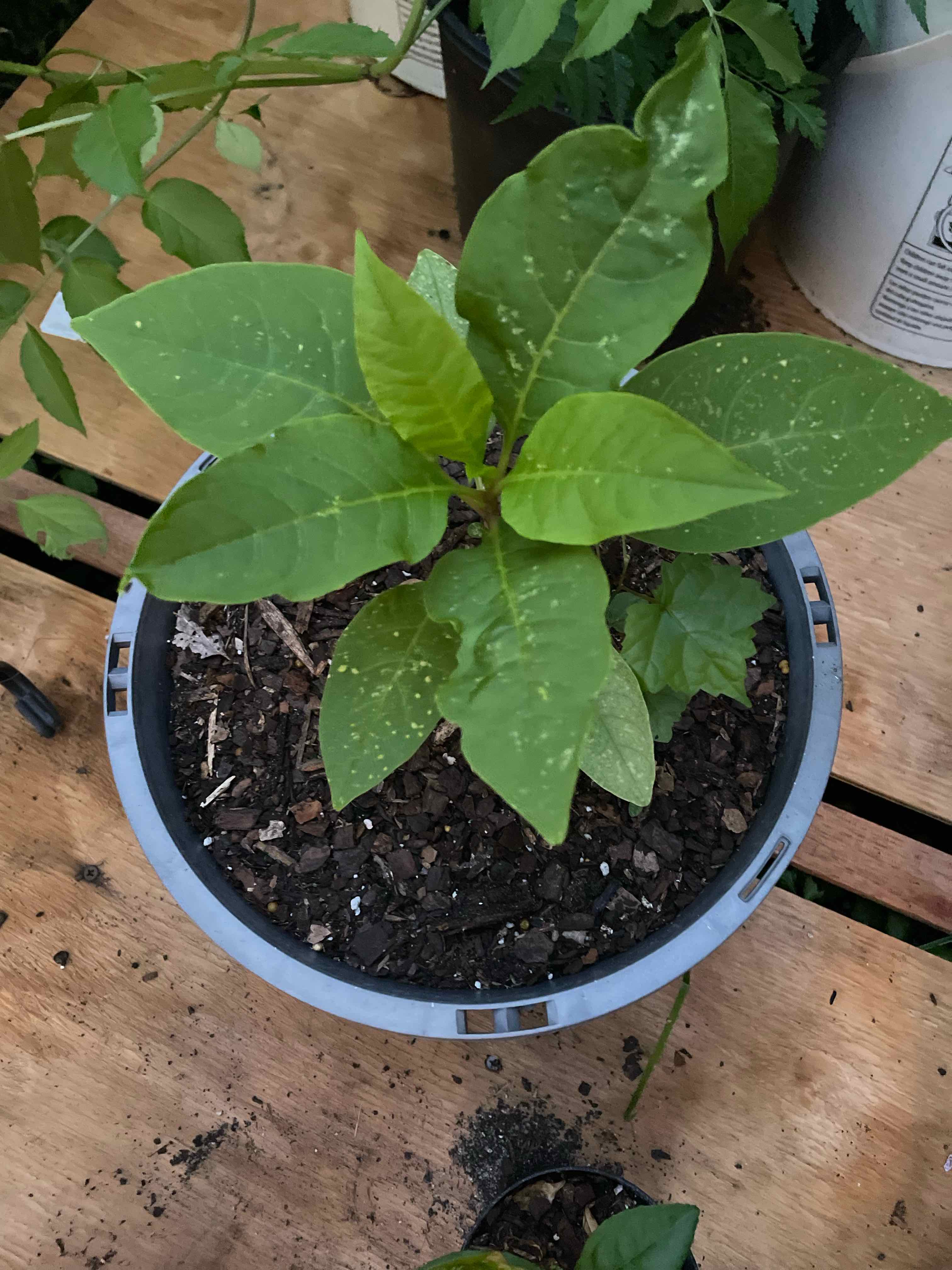 Plant care for Phytolacca goudotii on Greg, the plant care app