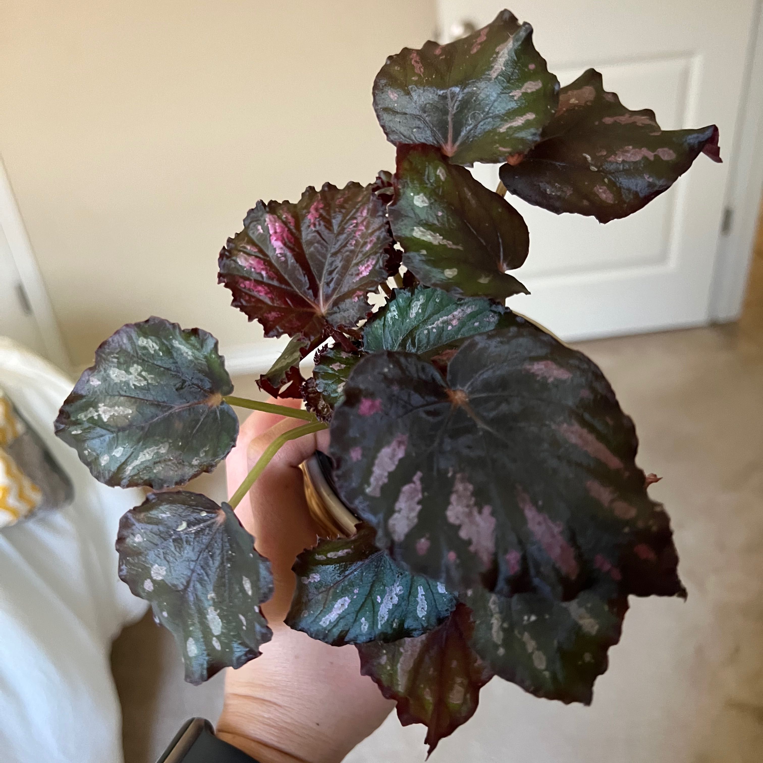 Photo of the plant species Rex Begonia Harmony's 'Hot Spot' by @Unbeleafable named Pepa on Greg, the plant care app