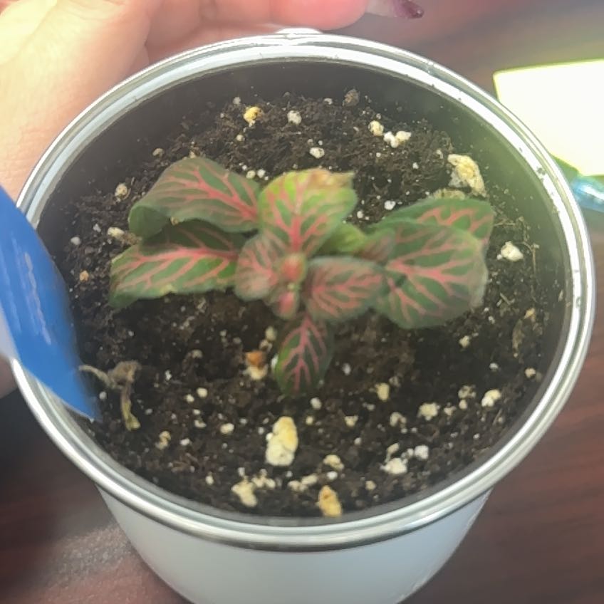Photo of the plant species Fittonia 'Flammule' by @FreshSucc named Gregarious on Greg, the plant care app