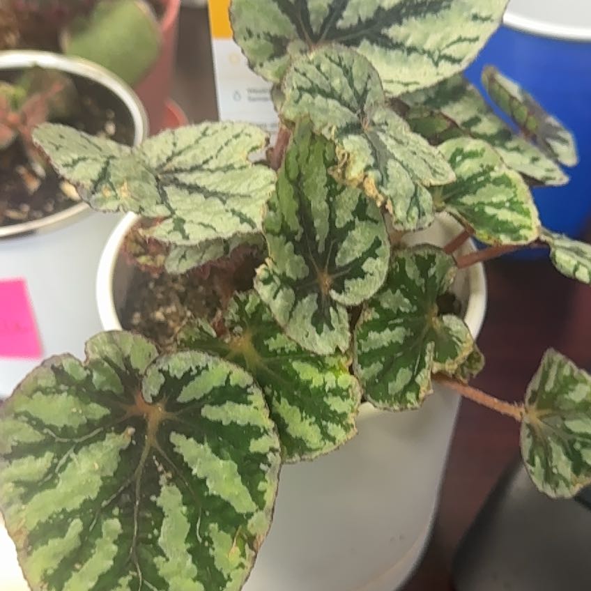 Photo of the plant species Harmony's Fire Woman Begonia by @FreshSucc named Lola on Greg, the plant care app