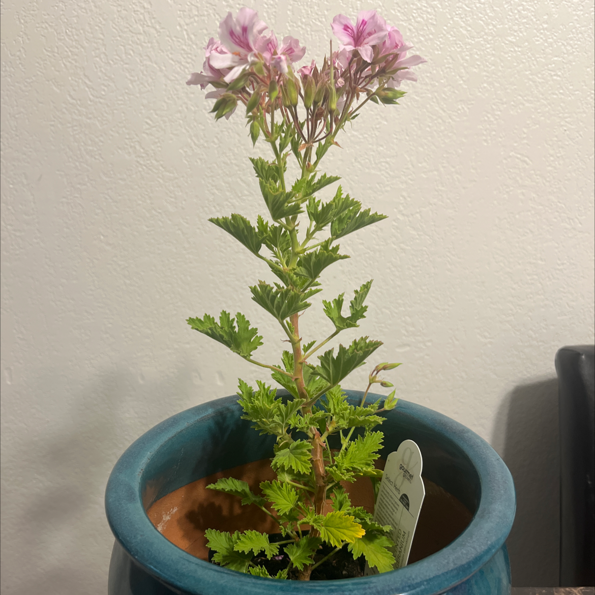 Photo of the plant species Scented Geranium by @SweetP named Gerri on Greg, the plant care app