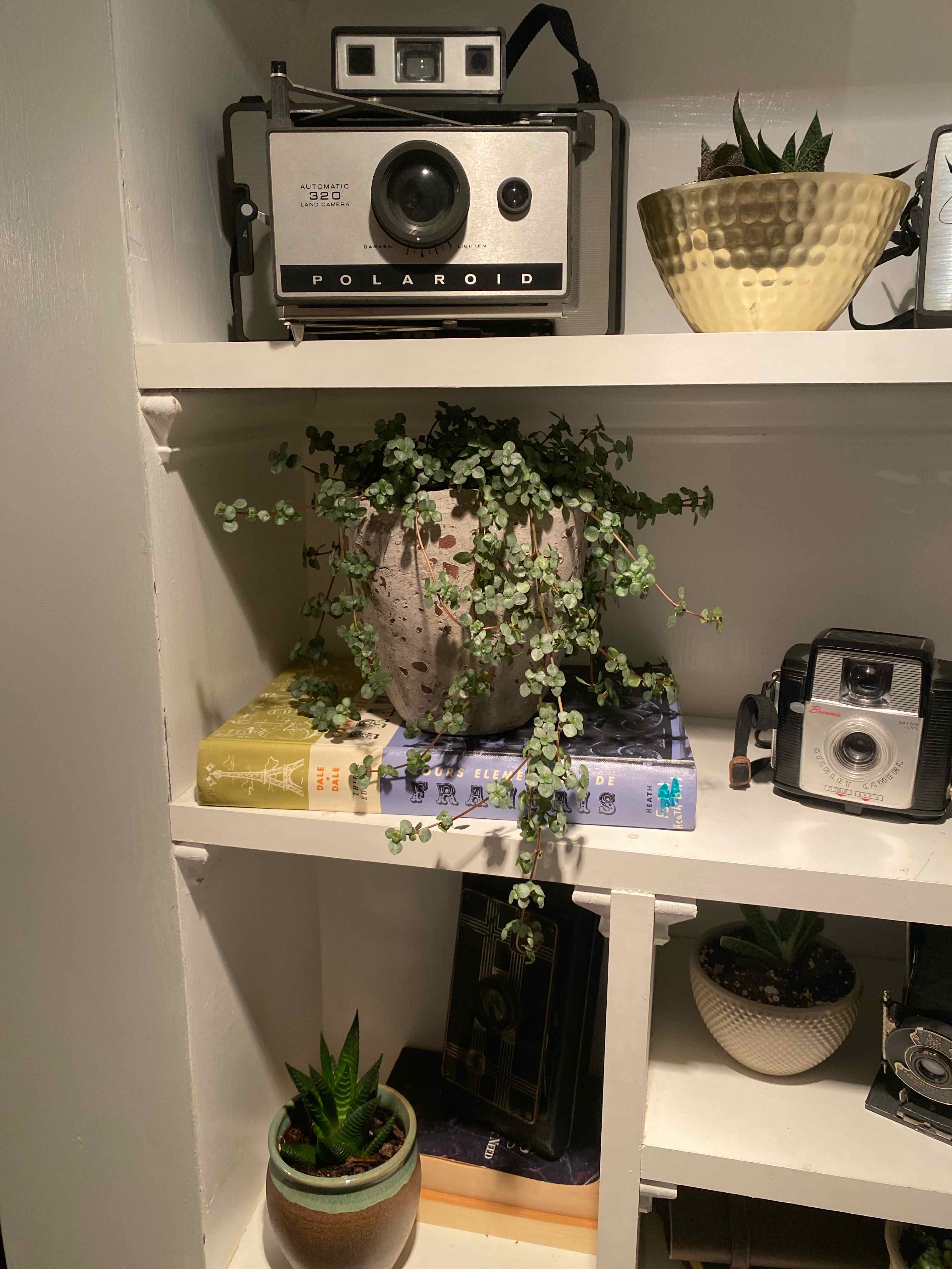 Pilea 'Aquamarine' plant on a shelf with books and vintage cameras.