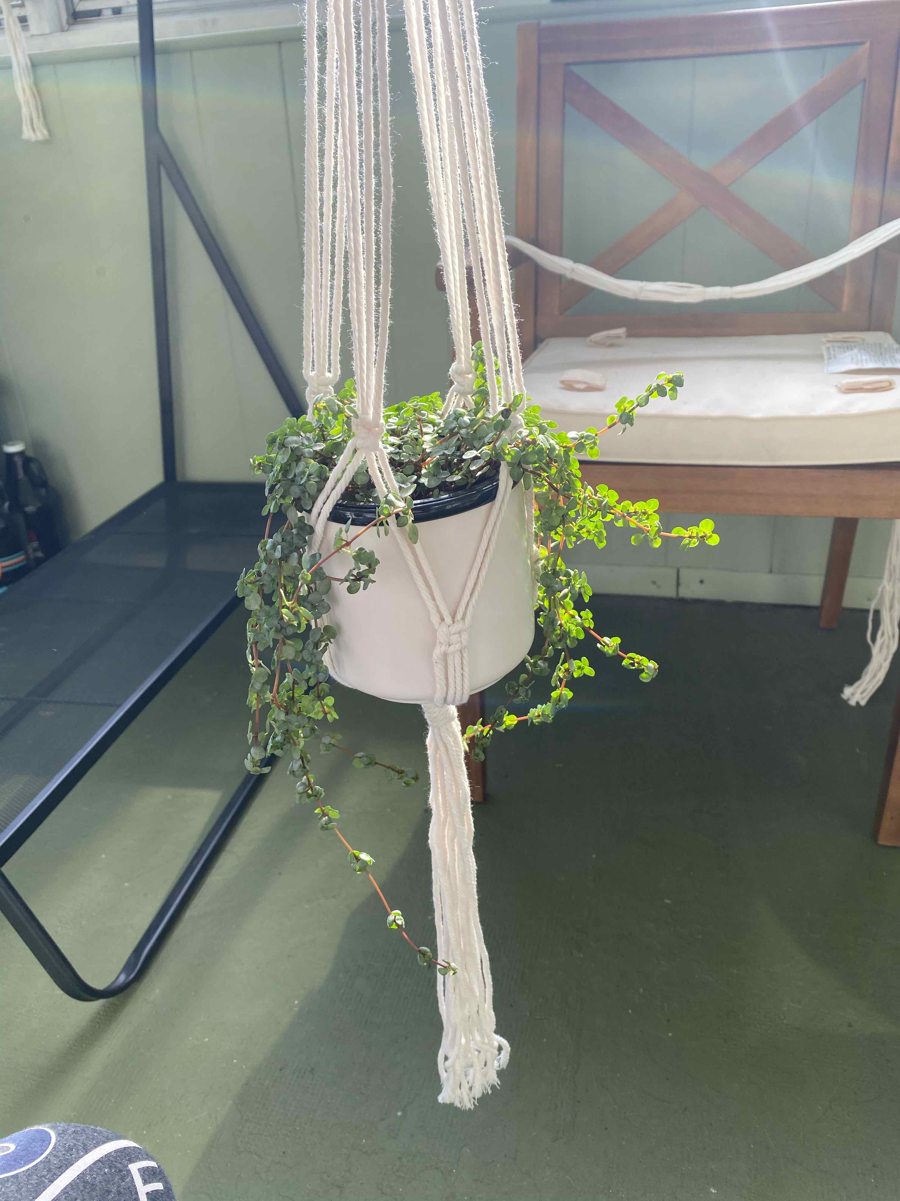 Pilea 'Aquamarine' plant in a hanging pot with vibrant green leaves.