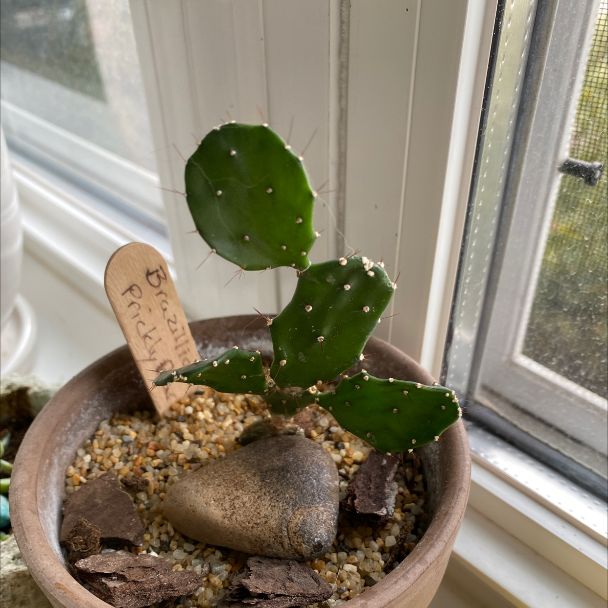 Brazilian Pricklypear cactus in a pot on a windowsill, appears healthy.