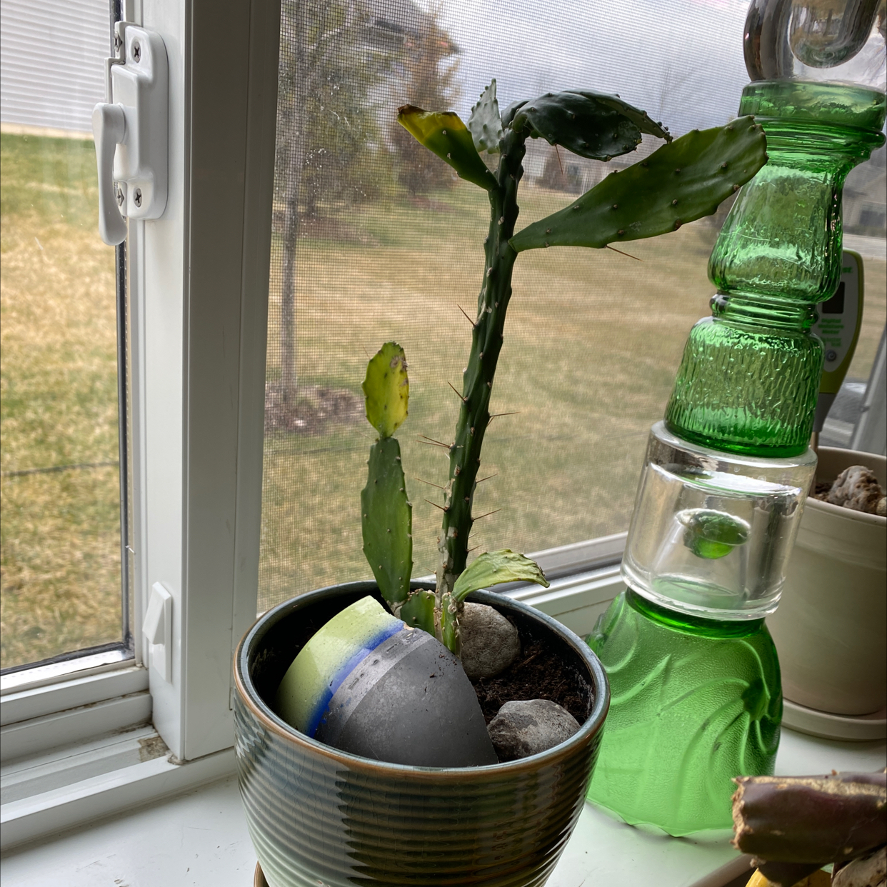 Brazilian Pricklypear plant on a windowsill in a ceramic pot with visible soil and rocks. Some pads show yellowing and browning.