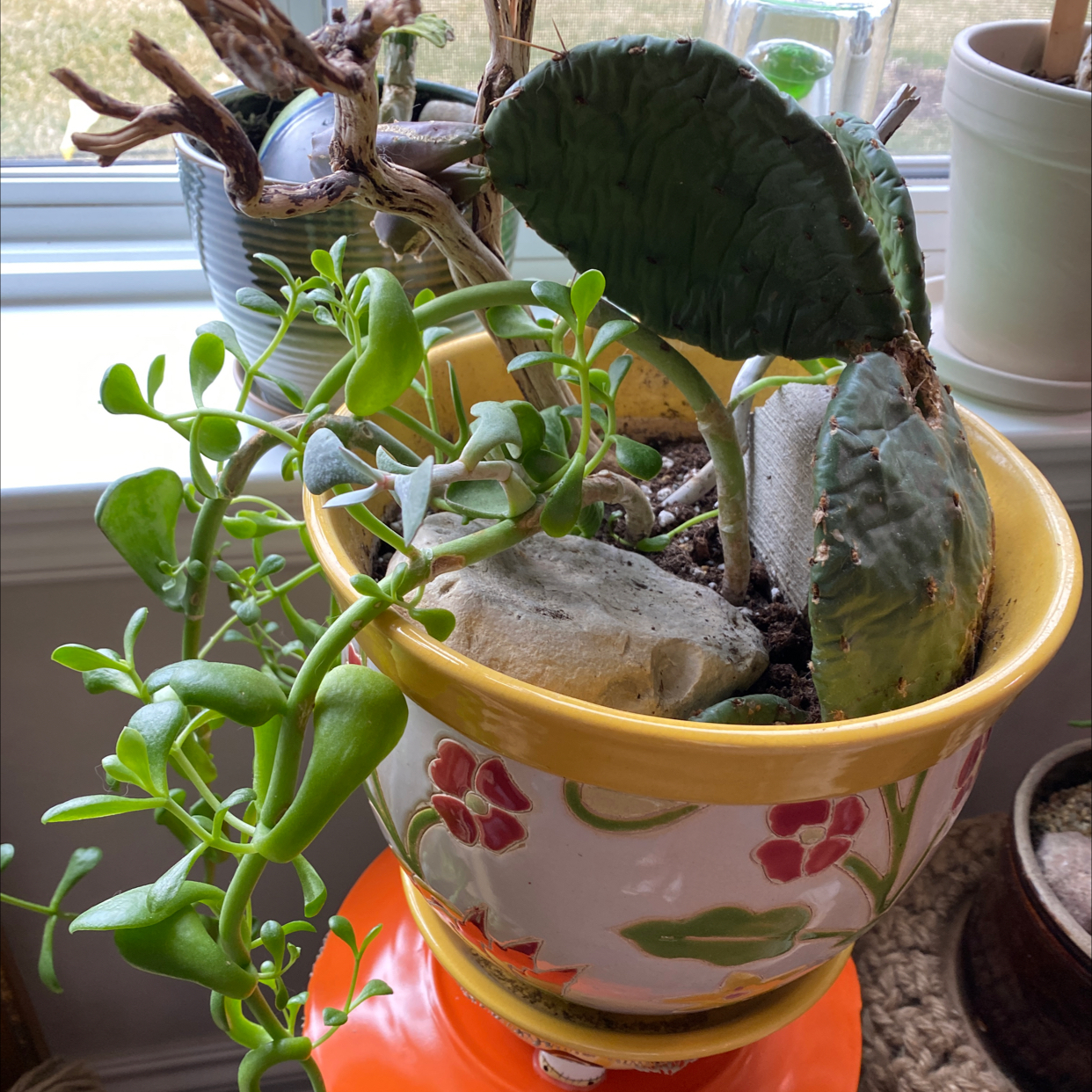 Potted Barbary Fig plant with some browning and yellowing pads, accompanied by a succulent.