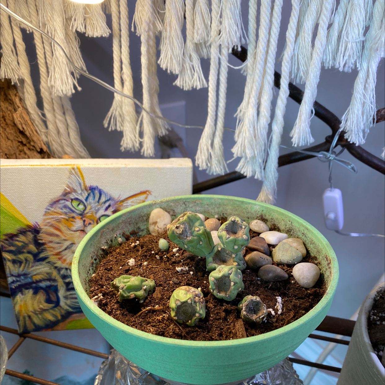 Your plant