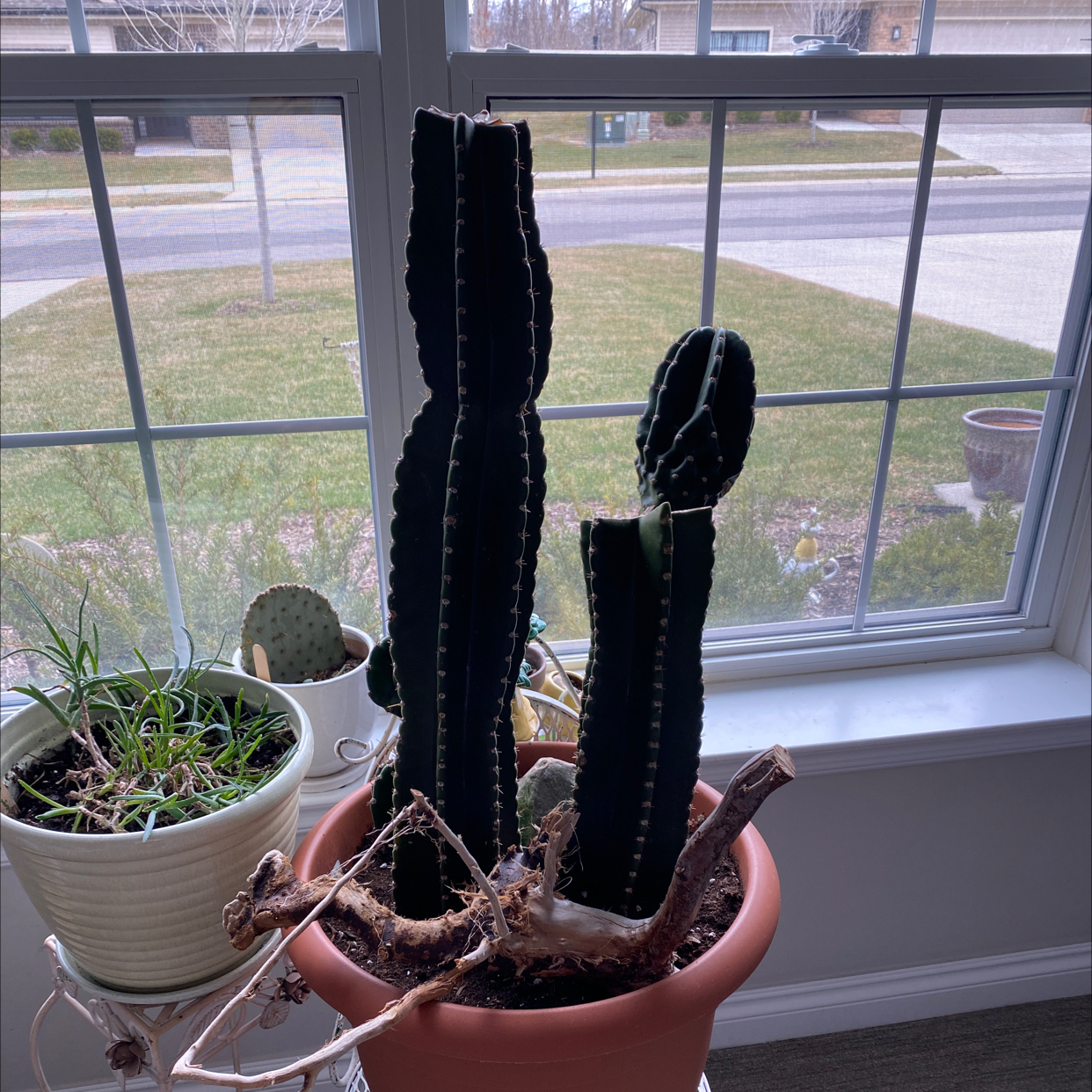 Peruvian Apple Cactus Monstrose in a pot near a window, with visible soil and no flowers.